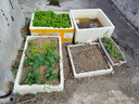 北蔬 蔬菜種子苗生菜菠菜小香蔥芹菜陽(yáng)臺(tái)四季菜種籽 12種蔬菜種子套餐 曬單實(shí)拍圖