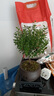 八芽 小葉赤楠盆景擺件室內(nèi)綠植花卉盆栽老樁客廳辦公室桌面好養(yǎng)植物 （【熱銷款】舍得紫砂盆赤楠+苔蘚+底座） 曬單實拍圖