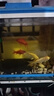 清道夫魚(yú)活體淡水清潔魚(yú)缸魚(yú) 魚(yú)缸清潔工熱帶魚(yú)觀(guān)賞魚(yú)吃垃圾 8-10cm【黑+黃】各1條 曬單實(shí)拍圖