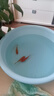金魚活魚苗冷水紅草金觀賞魚小型淡水好養(yǎng)活魚養(yǎng)殖生態(tài)小魚缸泰獅 【4-7CM】紅草金隨機3條 曬單實拍圖