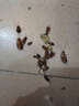 湯本臣克敵靈殺蟲劑家用滅蟑螂螞蟻跳蚤臭蟲驅(qū)蟲藥一窩床上粉噴霧神器端 1瓶克敵靈二號噴劑500mL 曬單實拍圖
