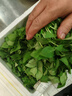 妙普樂荊芥菜新鮮 河南大葉荊芥葉菜調(diào)味涼拌菜莖芥 鮮嫩現(xiàn)挖現(xiàn)發(fā)帶根 現(xiàn)摘帶根荊芥 【4斤】 曬單實(shí)拍圖
