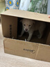 舒騰中華田園犬幼犬家養(yǎng)幼犬混血狗活體小型狗大黃狗活體黑狗活體 田園級(jí) 隨緣幼犬 公 曬單實(shí)拍圖