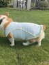 大狗狗涼涼衣夏季天薄款防曬寵物衣服邊牧金毛中型犬背心 薄荷藍升款防曬＋涼感雙屬性 UPF 2XL胸圍56cm按照胸圍購買(mǎi)/參考體 曬單實(shí)拍圖