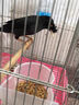 八哥幼崽飼料毛不拉稀小雛鳥鷯哥說話鳥糧八哥亮畫眉鸚鵡營養(yǎng)食物 3袋【買二送一】 曬單實拍圖