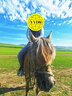 駱駝（CAMEL）運(yùn)動(dòng)梭織長褲女寬松透氣彈力休閑褲子 J24BA6L6045 蘭瓣紫 M 曬單實(shí)拍圖
