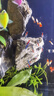 紅綠燈魚燈科魚孔雀魚熱帶觀賞魚淡水寶蓮燈魚活體斑馬魚群游魚 1-1.2cm 紅綠燈8條+2備損 曬單實(shí)拍圖