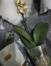 劉閣蘭花蘭花盆栽客廳陽臺(tái)花卉雙色蝴蝶蘭帶花劍配山水如畫陶瓷盆源頭直發(fā) 曬單實(shí)拍圖