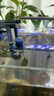 AMTRA TECHNIK德國安彩壁掛過濾器ex350小型魚缸過濾器烏龜缸壁掛式凈水 EX350 除油膜版【內(nèi)含濾材】備用濾材套餐 曬單實(shí)拍圖