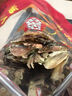 精選大號墨魚干500g煲湯新鮮淡曬海鮮干貨烏賊干目魚干水產(chǎn)干貨 【嘗鮮200g】小墨魚干貨約10-15個 曬單實拍圖
