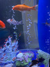 招財錦鯉魚觀賞魚 冷水魚活魚招財魚好養(yǎng)耐活 風水富貴魚 精品錦鯉隨機多種顏色10條 8-10厘米 曬單實拍圖