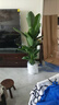 植男植女天堂鳥盆栽客廳室內(nèi)好養(yǎng)大型落地真綠植辦公室大葉植物源頭直發(fā) 曬單實(shí)拍圖