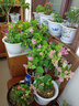 三角梅盆栽帶花劍樹苗室內(nèi)陽臺重瓣飄枝垂絲老樁四季開花爬藤花卉 【帶花發(fā)貨 收到即賞】紅櫻大苗 45-50cm左右（原盆帶土發(fā)貨） 曬單實拍圖