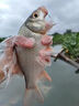 德國dmpt非進(jìn)口誘食劑正品釣魚(yú)小藥魚(yú)餌信息素強效誘魚(yú)添加劑噴劑 DMPT開(kāi)口劑1瓶-釣魚(yú)神器黑科技 神經(jīng)誘導素黑坑野釣 曬單實(shí)拍圖