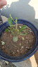 重瓣沙漠玫瑰盆栽花苗老樁植物四季花卉綠室內(nèi)陽臺小盆景好養(yǎng)易活 精品混色4年苗【發(fā)一盆】原盆原土【當(dāng)年開花較少+肥 曬單實拍圖