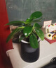 綠有意金鉆盆栽植物水培綠植花卉多肉辦公室內(nèi)去吸除甲醛鉑金鉆綠公主 【4盆推薦】繁星吸水盆+肥 含盆 曬單實(shí)拍圖