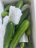 京鮮生 山東荷蘭水果黃瓜凈重5斤 單果100g+ 健康輕食早餐 源頭直發(fā) 曬單實拍圖