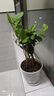 沭之美茉莉花盆栽花卉植物室內(nèi)客廳陽臺 茉莉5株+塑料螺紋盆 源頭直發(fā) 曬單實拍圖