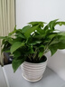 雙盟綠蘿盆栽除甲醛花卉綠植辦公室新房凈化空氣180加侖2盆裝源頭直發(fā) 曬單實拍圖