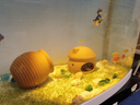 瘋狂水草魚缸水草種子水培植物直接入魚缸造景水草籽種子速成小對葉牛毛草 曬單實拍圖