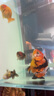 森悠（SARYOR）精品蘭壽金魚(yú)活魚(yú)潘氏觀賞魚(yú)高級(jí)奶牛淡冷水玉兔活體好養(yǎng)耐活國(guó)粹 7-8cm精品奶牛蘭壽 曬單實(shí)拍圖
