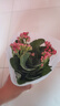 元井長壽花盆栽重瓣大花花苗室內(nèi)開花的花卉植物 1.中國紅( 不含盆 曬單實拍圖