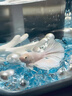百綸木千順豐包郵 泰國斗魚觀賞魚小型魚室內(nèi)小魚缸可養(yǎng)迷你熱帶魚活魚 【順豐發(fā)貨】*粉白半月公1條 曬單實拍圖