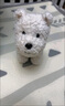 babycare&bctoys兒童毛絨玩具狗電子哈基米寵物玩偶節(jié)日生日禮物西高地犬 曬單實(shí)拍圖