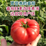 【順豐】有機西紅柿 滿籽沙瓤普羅旺斯番茄自然熟有機蔬菜 家庭裝 5斤 曬單實拍圖