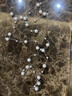 伊燦長款滿天星仿珍珠項(xiàng)鏈女2025新款爆款毛衣鏈輕奢高級(jí)感鎖骨鏈頸鏈 長款滿天星珍珠項(xiàng)鏈女【白色】 曬單實(shí)拍圖