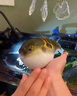 河豚飼料斑馬狗頭潛水艇巧克力娃娃魚淡水緩沉小型顆粒不渾專用糧 【一瓶】150ml體驗裝 曬單實拍圖
