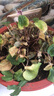 仟草集仙客來(lái)盆栽室內(nèi)花卉 兔子花 花苗兔耳花蘿卜海棠帶盆 仙客來(lái)花蝴蝶（帶花苞）原盆原土 曬單實(shí)拍圖