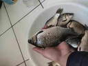 進(jìn)口軟碳氟線路滑釣魚線主線谷麥磯釣海竿專用日本原絲尼龍線 進(jìn)口軟碳氟線150米白色 1.2號(hào) 曬單實(shí)拍圖
