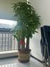 仙植緣【2小時(shí)同城配送】2米大型發(fā)財(cái)樹盆栽綠植辦公室客廳開業(yè)喬遷送禮 |約1.8米|步步高發(fā)財(cái)樹|紫砂盆 專車送貨 更快更好 曬單實(shí)拍圖
