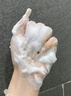 茉博士黃芪洗面奶清爽控油溫和補水潔顏蜜清潔保濕潔面乳官方正品旗艦店 2瓶裝*100g【90%用戶選擇】 曬單實拍圖