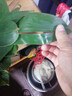 粽葉新鮮特大包粽子的葉子粽子葉大葉 新鮮野生棕葉子大號 100片【精品大葉10cm以上】送繩 曬單實(shí)拍圖