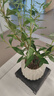 八芽小葉梔子花盆栽開花植物室內(nèi)桌面茶幾好養(yǎng)花卉綠植辦公室凈化空氣 小葉梔子花-陶瓷豎紋盆 帶盆栽好 曬單實(shí)拍圖