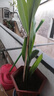 意軒一葉蘭盆栽植物室內(nèi)客廳大葉觀(guān)葉綠植四季常青耐寒四季好養(yǎng)花卉 一盆5顆整體[高60-80cm]稀疏 曬單實(shí)拍圖
