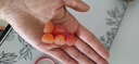 SmartyPants貓頭鷹兒童復(fù)合維生素軟糖 兒童維生素 含omega3 魚(yú)油 維生素d3k2 180粒/瓶【專為4歲+兒童研制】 曬單實(shí)拍圖