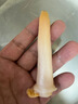 新鮮象拔蚌特大號(hào)生鮮活冷凍海鮮新鮮日料壽司速凍象拔蚌 精選款3斤 3斤(凈重) 曬單實(shí)拍圖