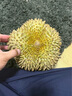 京鮮生 進(jìn)口金枕頭榴蓮 凈重4-5斤 1個裝  鮮果 生鮮 新鮮水果 曬單實(shí)拍圖