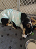 KUOSER狗狗絕育服手術(shù)泰迪比熊博美小中大型犬術(shù)后服防舔透氣寵物衣服 星星藍(lán) M：建議13-22斤 曬單實(shí)拍圖