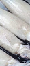 新鮮速凍筆管魚 鮮嫩海捕海兔小管魷魚 連云港產地直發(fā) 1500g(凈重)  3斤3包 曬單實拍圖