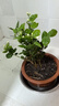茉莉花苗盆栽帶花苞九里香老樁花卉植物室內(nèi)濃香四季開花好養(yǎng) 大份茉莉花【4-6顆】花苞飽滿 曬單實拍圖