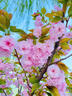 威愷 適用蘋(píng)果16ProMax手機(jī)殼iPhone16ProMax保護(hù)套全包防摔網(wǎng)紅男女款創(chuàng)意殼羽紗鐳射燙銀蝴蝶+手鏈 曬單實(shí)拍圖