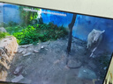 TCL雷鳥 雀5 25款 43英寸電視 144Hz高刷 2+32GB 遠(yuǎn)場語音 智能液晶超薄平板電視機43F295C 曬單實拍圖
