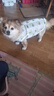 Lanswood 狗狗衣服夏季小型犬寵物柯基衣服薄款泰迪小狗夏日狗背心防掉毛 夏日菠蘿【背心款】 M 建議15-21斤 曬單實(shí)拍圖
