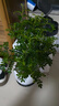綠有意正宗清香胡椒木盆栽花卉室內外驅蚊草植物樹(shù)苗老樁盆景九里香綠植 6年苗大清香型【白福瓷盆+陶?！?含盆 曬單實(shí)拍圖