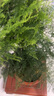 開時(shí)果 大文竹盆栽老樁精品植物 大棵文竹室內(nèi)大型綠植盆景源頭直發(fā)包郵 5年大文竹+原土球發(fā)貨/約40-50cm 曬單實(shí)拍圖