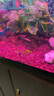 虎皮魚觀賞魚好養(yǎng)耐活小型熱帶魚 群游熱帶觀賞魚好養(yǎng)耐活 虎皮套餐二共10條（含2條備損） 曬單實拍圖